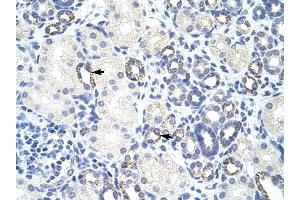 ZBTB9 antibody was used for immunohistochemistry at a concentration of 4-8 ug/ml to stain Epithelial cells of renal tubule (arrows) in Human Kidney. (ZBTB9 antibody  (N-Term))