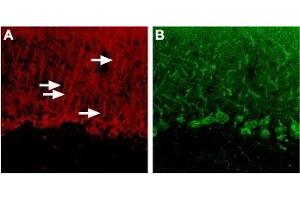 Expression of P2RY4 in rat cerebellum - Immunohistochemical staining of rat cerebellum using Anti-P2Y4 Receptor Antibody (ABIN7043589, ABIN7045078 and ABIN7045079). (P2RY4 antibody  (Intracellular))