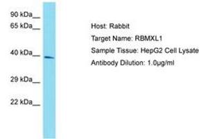 Image no. 1 for anti-RNA Binding Motif Protein, X-Linked-Like 1 (RBMXL1) (AA 183-232) antibody (ABIN6750820) (RBMXL1 antibody  (AA 183-232))