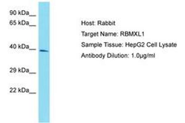 RBMXL1 antibody  (AA 183-232)