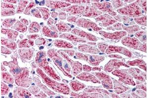 Human Heart (formalin-fixed, paraffin-embedded) stained with DCLRE1A antibody ABIN291867 at 2. (SNM1 antibody  (AA 1032-1044))