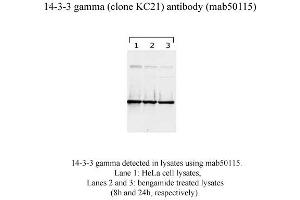 Image no. 2 for anti-14-3-3 gamma (YWHAG1) (N-Term) antibody (ABIN1721844) (14-3-3 gamma antibody  (N-Term))