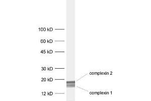 anti-Complexin 1, 2 (AA 122-134) antibody