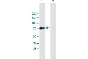 Western Blot analysis of ZSCAN18 expression in transfected 293T cell line by ZSCAN18 MaxPab polyclonal antibody. (ZSCAN18 antibody  (AA 1-510))