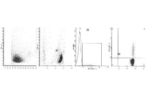 Image no. 1 for anti-Interferon gamma (IFNG) antibody (ABIN1107641) (Interferon gamma antibody)