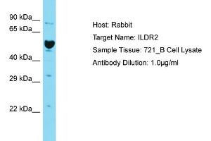 Host: Rabbit Target Name: ILDR2 Sample Tissue: Human 721_B Whole Cell Antibody Dilution: 1ug/ml (ILDR2 antibody  (C-Term))