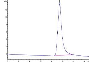 The purity of Human Noggin is greater than 95 % as determined by SEC-HPLC. (NOG Protein)