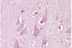 Anti-FBXL16 antibody IHC staining of human brain, cortex. (FBXL16 antibody  (C-Term))