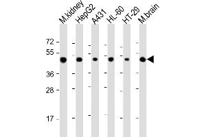 All lanes : Anti-NDUFV1 Antibody (Center) at 1:2000 dilution Lane 1: mouse kidney lysate Lane 2: HepG2 whole cell lysate Lane 3: A431 whole cell lysate Lane 4: HL-60 whole cell lysate Lane 5: HT-29 whole cell lysate Lane 6: mouse brain lysate Lysates/proteins at 20 μg per lane.