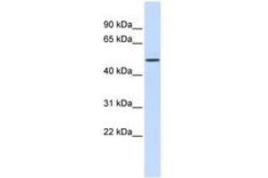 Image no. 1 for anti-ELK4, ETS-Domain Protein (SRF Accessory Protein 1) (ELK4) (AA 108-157) antibody (ABIN6742479) (ELK4 antibody  (AA 108-157))