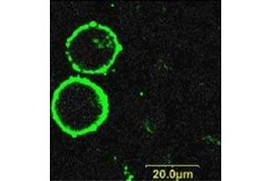 Expression of P2RX7 in human K562 cells - Cell surface detection of P2RX7 in living K562 cells stained with Anti-P2X7 Receptor (extracellular)-FITC Antibody (ABIN7043580, ABIN7045658, ABIN7045659, ABIN7045660 and ABIN7045661). (P2RX7 antibody  (Extracellular) (FITC))