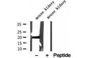 Western blot analysis of extracts of mouse kidney tissue, using MPV17 antibody. (MPV17 antibody  (Internal Region))