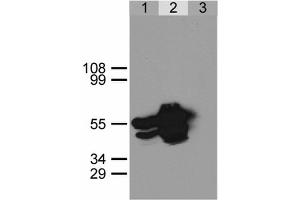 Confocal microscopy Confocal microscopy images of COS-7 cells transfected with expression constructs encoding membrane-tethered EGFP Fig. (GFP antibody)