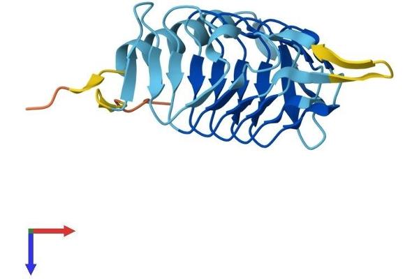 DCTN5 Protein (AA 1-182) (His tag)