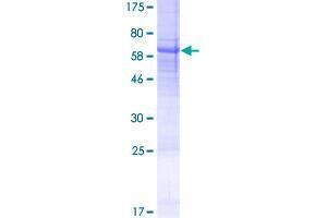 USP50 Protein (AA 1-339) (GST tag)