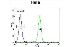 TFIIIC90 Antibody (N-term) flow cytometric analysis of Hela cells (right histogram) compared to a negative control cell (left histogram). (GTF3C4 antibody  (N-Term))