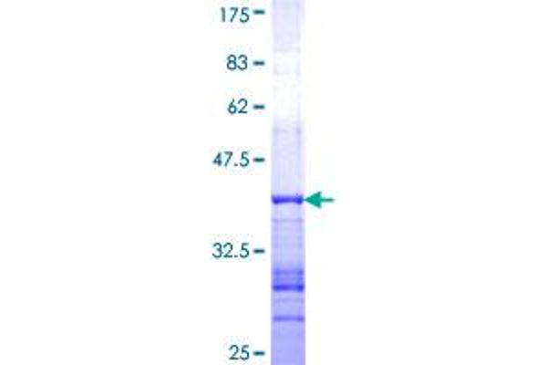 GRID2 Protein (AA 908-1007) (GST tag)