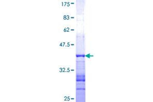 GRID2 Protein (AA 908-1007) (GST tag)