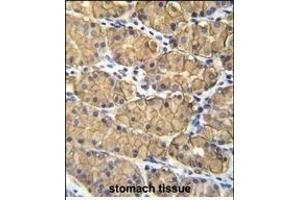VSIG1 Antibody (C-term) (ABIN655866 and ABIN2845272) immunohistochemistry analysis in formalin fixed and paraffin embedded human stomach tissue followed by peroxidase conjugation of the secondary antibody and DAB staining. (VSIG1 antibody  (C-Term))