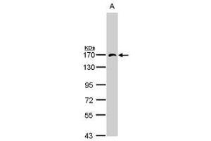 Image no. 1 for anti-Adaptor-Related Protein Complex 3, beta 1 Subunit (AP3B1) (AA 33-251) antibody (ABIN467619) (AP3B1 antibody  (AA 33-251))