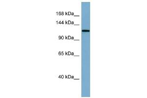 Klotho antibody used at 1 ug/ml to detect target protein. (Klotho antibody  (Middle Region))