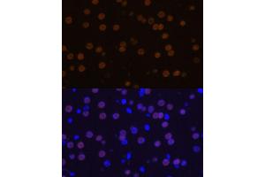 Immunofluorescence (IF) image for anti-Myocyte Enhancer Factor 2C (MEF2C) (AA 170-380) antibody (ABIN6143716)