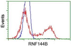 Image no. 2 for anti-Ring Finger Protein 144B (RNF144B) (AA 1-256) antibody (ABIN1490647) (RNF144B antibody  (AA 1-256))