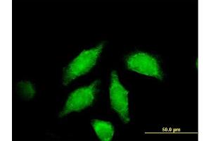 Immunofluorescence of purified MaxPab antibody to WNT3A on HeLa cell. (WNT3A antibody  (AA 1-385))