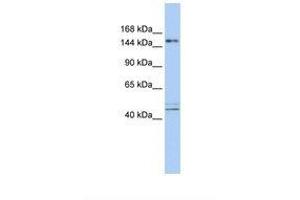 Image no. 1 for anti-Activity-Dependent Neuroprotector Homeobox (ADNP) (AA 36-85) antibody (ABIN6737868)