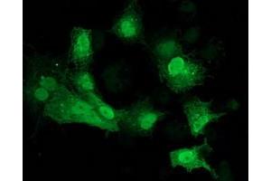 Anti-CDK2 mouse monoclonal antibody (ABIN2454507) immunofluorescent staining of COS7 cells transiently transfected by pCMV6-ENTRY CDK2 (RC200494). (CDK2 antibody)