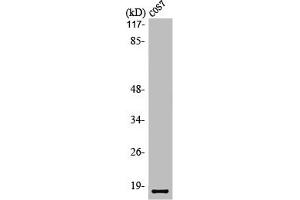 Western Blot analysis of COS7 cells using LMO3 Polyclonal Antibody (LMO3 antibody  (C-Term))