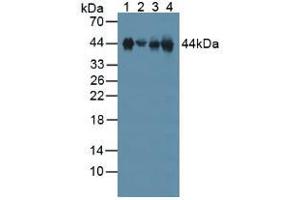 Figure. (Clusterin antibody  (AA 227-448))