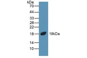 Western blot analysis of recombinant Mouse BMP5.