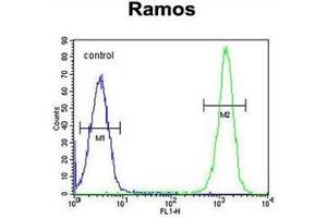 Flow cytometric analysis of Ramos cells using ETFA Antibody (C-term) Cat. (ETFA antibody  (C-Term))