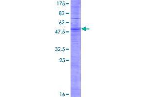 Olfactory Receptor, Family 2, Subfamily Y, Member 1 (OR2Y1) (AA 1-311) protein (GST tag)