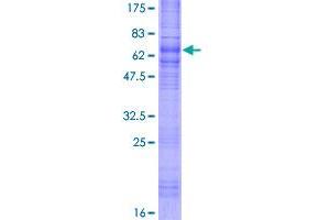 SSTR1 Protein (AA 1-391) (GST tag)