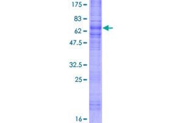 SSTR1 Protein (AA 1-391) (GST tag)