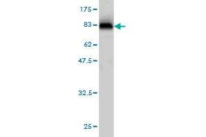 CPNE6 antibody  (AA 1-557)