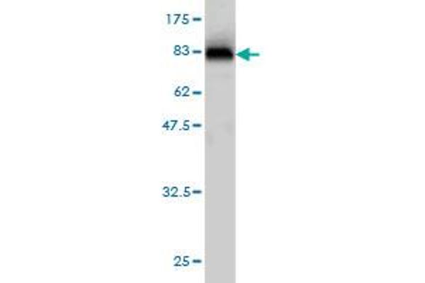 CPNE6 antibody  (AA 1-557)