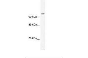 Image no. 1 for anti-Forkhead Box P4 (FOXP4) (AA 597-646) antibody (ABIN202919) (FOXP4 antibody  (AA 597-646))
