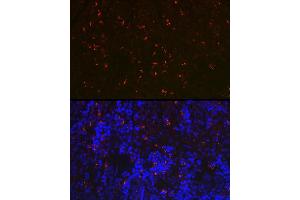 Immunofluorescence analysis of rat spleen using RN Rabbit pAb (ABIN7269987) at dilution of 1:100 (40x lens).