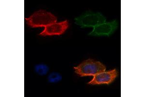 ABIN6263097 and ABIN6268702 staining Hela by IF/ICC. (MAP2 antibody  (N-Term))