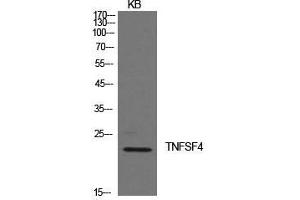 Western Blot (WB) analysis of KB cells using Ox40L Polyclonal Antibody. (TNFSF4 antibody  (Internal Region))