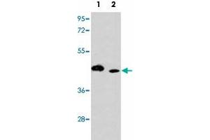 Western blot analysis of ITPKA polyclonal antibody  in (1) K-562 cell line and (2) mouse lung tissue lysates (35 ug/lane). (ITPKA antibody  (C-Term))