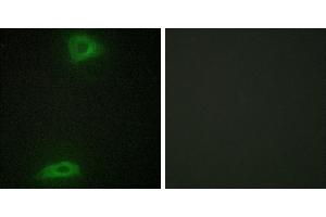 Peptide - +Western blot analysis of extracts from LOVO cells and NIH-3T3 cells, using ERGI3 antibody. (ERGIC3 antibody)