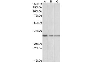 GNB2L1 antibody  (Internal Region)