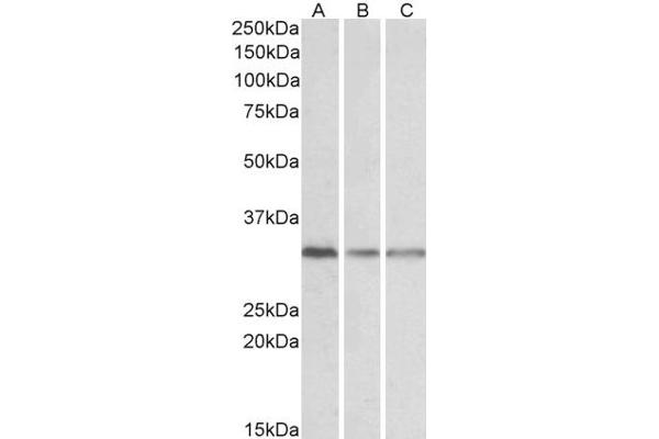 GNB2L1 antibody  (Internal Region)