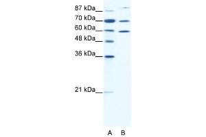 HSP90AB1 antibody (20R-1312) used at 2. (HSP90AB1 antibody  (N-Term))