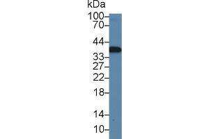 Western blot analysis of Rat Liver lysate, using Rat CAMLG Antibody (1 µg/ml) and HRP-conjugated Goat Anti-Rabbit antibody ( (CAMLG antibody  (AA 1-188))