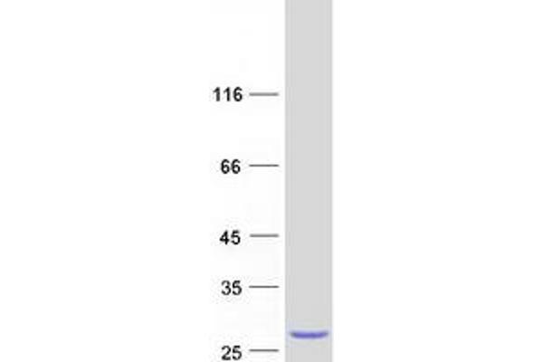 EOLA1 Protein (Myc-DYKDDDDK Tag)